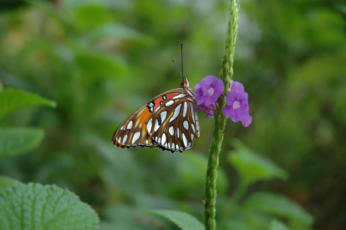 Titelbild des Teaser-Papiliorama