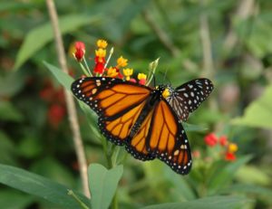 Papiliorama Schmetterling